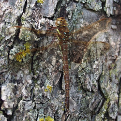 Aeshna grandis
